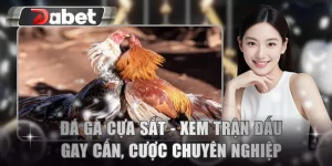 Đá gà cựa sắt